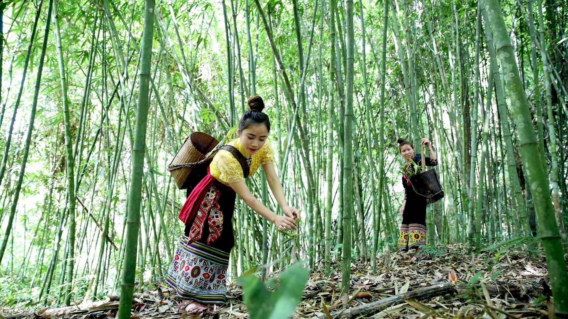 Nhiều người đi qua khu rừng vẫn truyền tai nhau rằng, khu rừng này đẹp hơn cả Trà Sơn Trúc - một trong những phim trường nổi tiếng của Trung Quốc  Những người phụ nữ Thái ở trong vùng cũng thường xuyên lui tới khu rừng để hái măng. Ảnh: Hồ Phương.