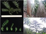 Đánh giá hiện trạng và dự báo môi trường sống phù hợp của loài Sa mu dầu Cunninghamia konishii dưới tác động của biến đổi khí hậu ở Việt Nam